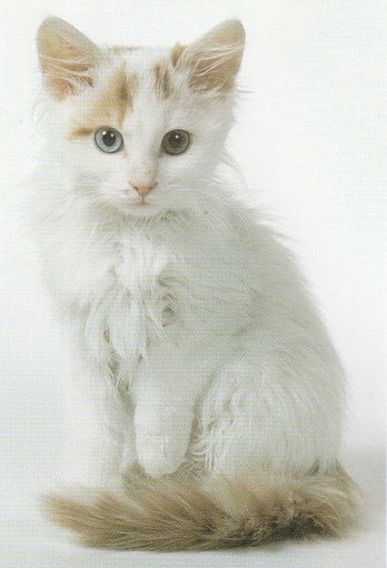 Turkish Van Kitten